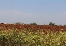 Productores Ven Oportunidad de Exportar Sorgo a China - AlternativaTlx