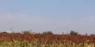 Productores Ven Oportunidad de Exportar Sorgo a China - AlternativaTlx