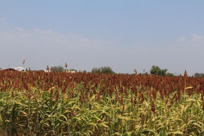 Productores Ven Oportunidad de Exportar Sorgo a China - AlternativaTlx