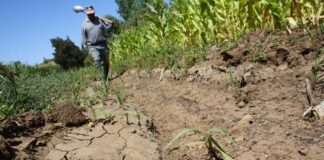 El Campo Mexicano en Bancarrota - AlternativaTlx