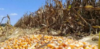 Abaratamiento de Granos y Ganado Generan una Tormenta en el Agro Mexicano - AlternativaTlx