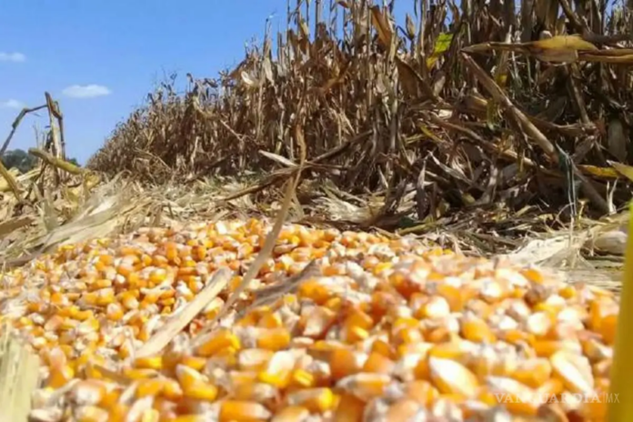 Abaratamiento de Granos y Ganado Generan una Tormenta en el Agro Mexicano - AlternativaTlx