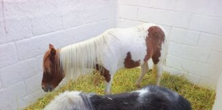 Garantiza SIA Trato Digno y Responsable a Ejemplares Durante “Tlaxcala, La Feria de Ferias 2025” - AlternativaTlx