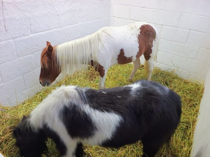 Garantiza SIA Trato Digno y Responsable a Ejemplares Durante “Tlaxcala, La Feria de Ferias 2025” - AlternativaTlx