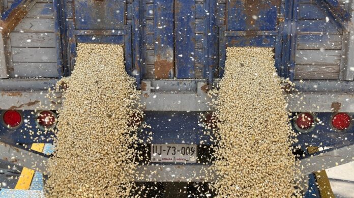 Productores Exigen a la Federación Ampliar Presupuesto al Maíz - AlternativaTlx