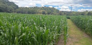 Tlaxcala Cumple con el Campo: Comercialización de Maíz Blanco tendrá Subsidios Estatales en 2026 - AlternativaTlx