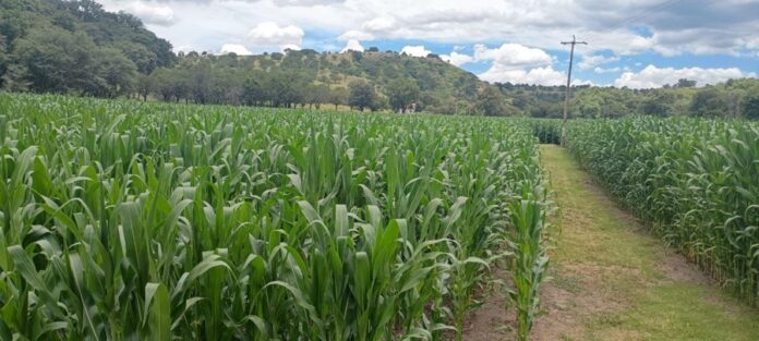 Tlaxcala Cumple con el Campo: Comercialización de Maíz Blanco tendrá Subsidios Estatales en 2026 - AlternativaTlx