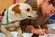 Ayuntamiento de Tlaxcala y Bienestar Animal del Estado Convocan a Jornada de Adopción y Trámites de la CRUAC - AlternativaTlx