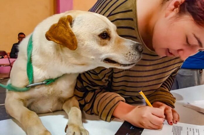 Ayuntamiento de Tlaxcala y Bienestar Animal del Estado Convocan a Jornada de Adopción y Trámites de la CRUAC - AlternativaTlx