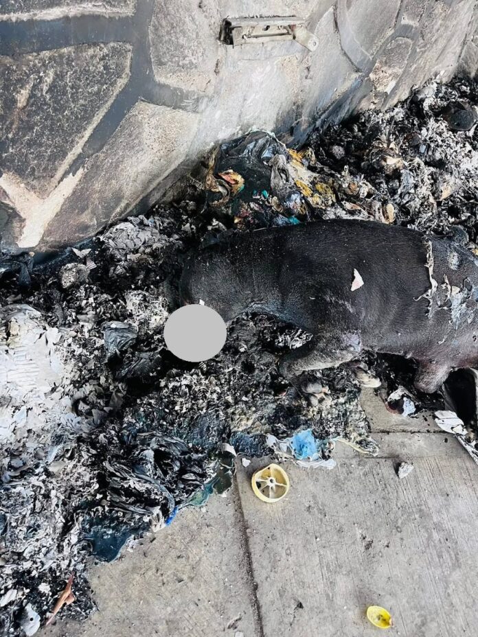 Posicionamiento del OCPA Ante Los Reportes de Un Perro Quemado en la Ciudad de Tlaxcala - AlternativaTlx