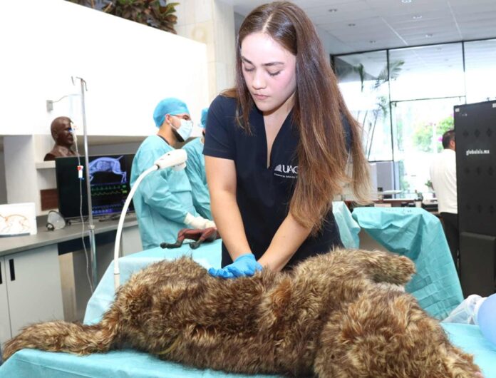 Ser Veterinario UAG es Proteger la Salud de un Planeta Interconectado - AlternativaTlx