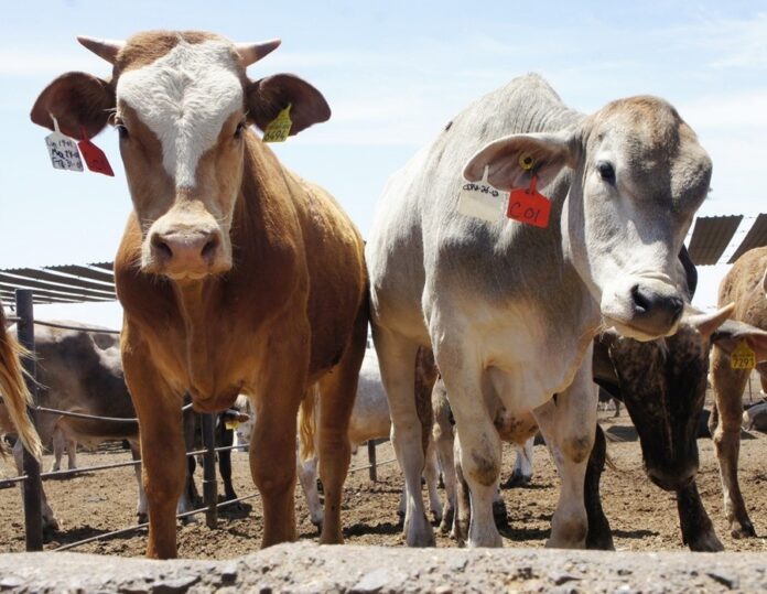 Alcanza Detección de Gusano Barrenador del Ganado a 50 por Ciento de las Entidades Federativas - AlternativaTlx