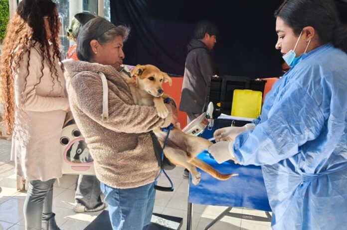Con Amplia Participación Ciudadana Arrancó en Santa María Ixtulco la Campaña de Esterilización Gratuita Canina y Felina - AlternativaTlx