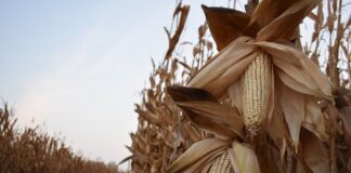 130283-Productores de Maíz al Límite, Exigen Rescate al Campo - AlternativaTlx