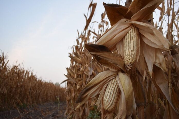 130283-Productores de Maíz al Límite, Exigen Rescate al Campo - AlternativaTlx