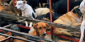 ¿Podría Tlaxcala Enfrentar una Crisis como la del Refugio Franciscano? - AlternativaTlx