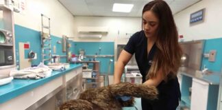 Conviértete en un Pilar Fundamental en la Protección de la Vida en el Planeta - AlternativaTlx